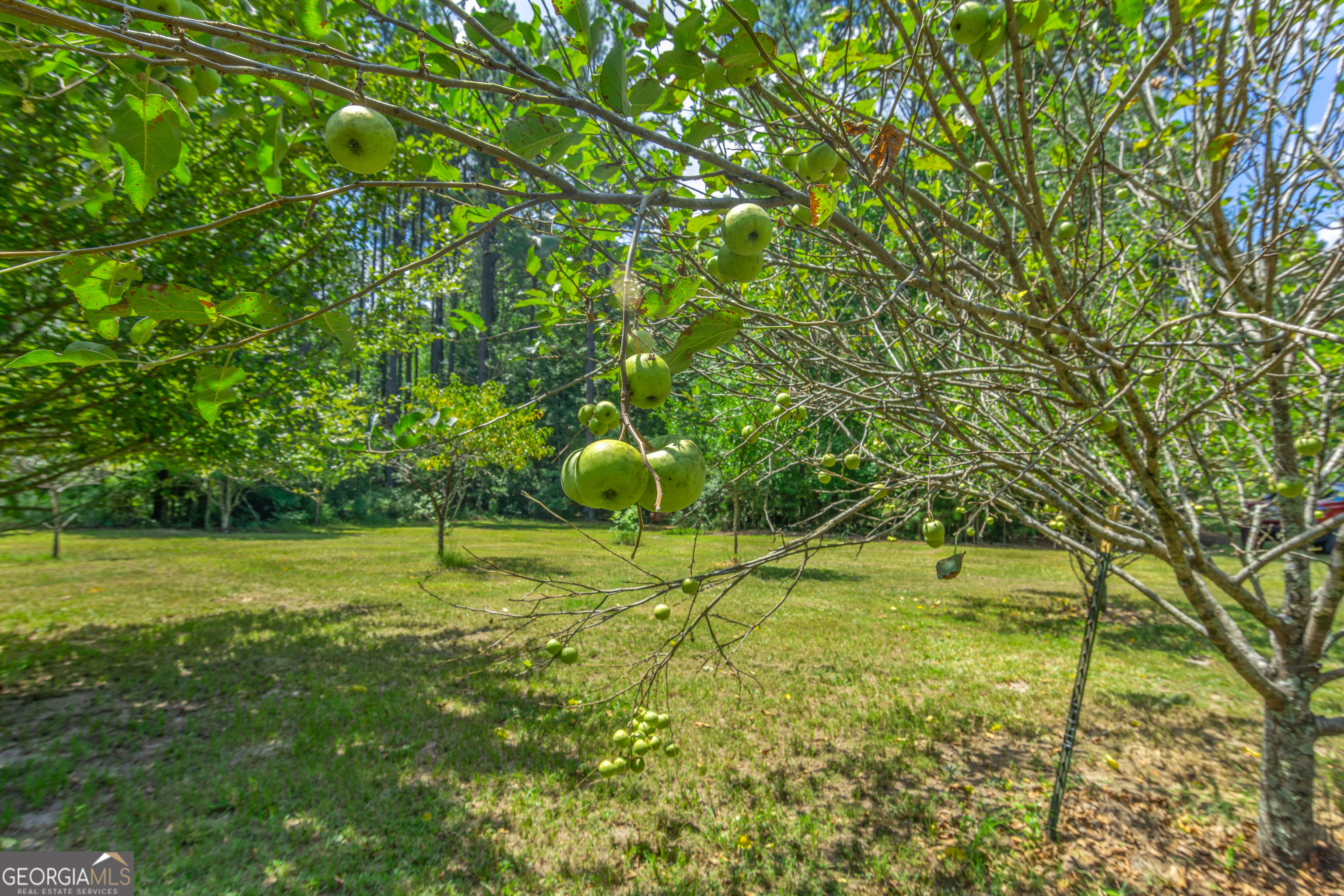 1269 Tarver Road Davisboro, GA 31018 - Photo 64 of 64 Orchard