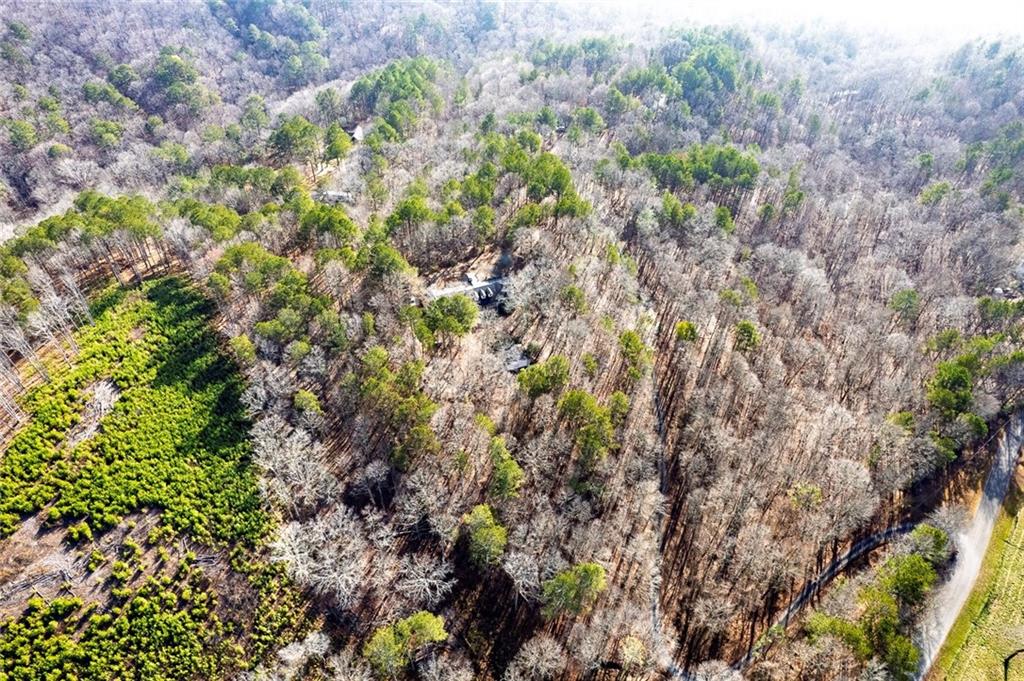 259 Holley Heights Jasper, GA 30143 - Photo 49 of 53 a picture of trees