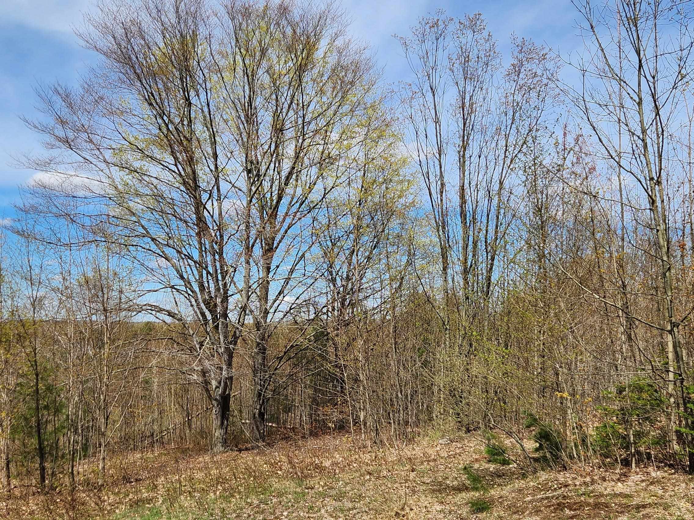 7777 Henschell Road Southwest South Boardman, MI 49680 - Photo 10 of 31