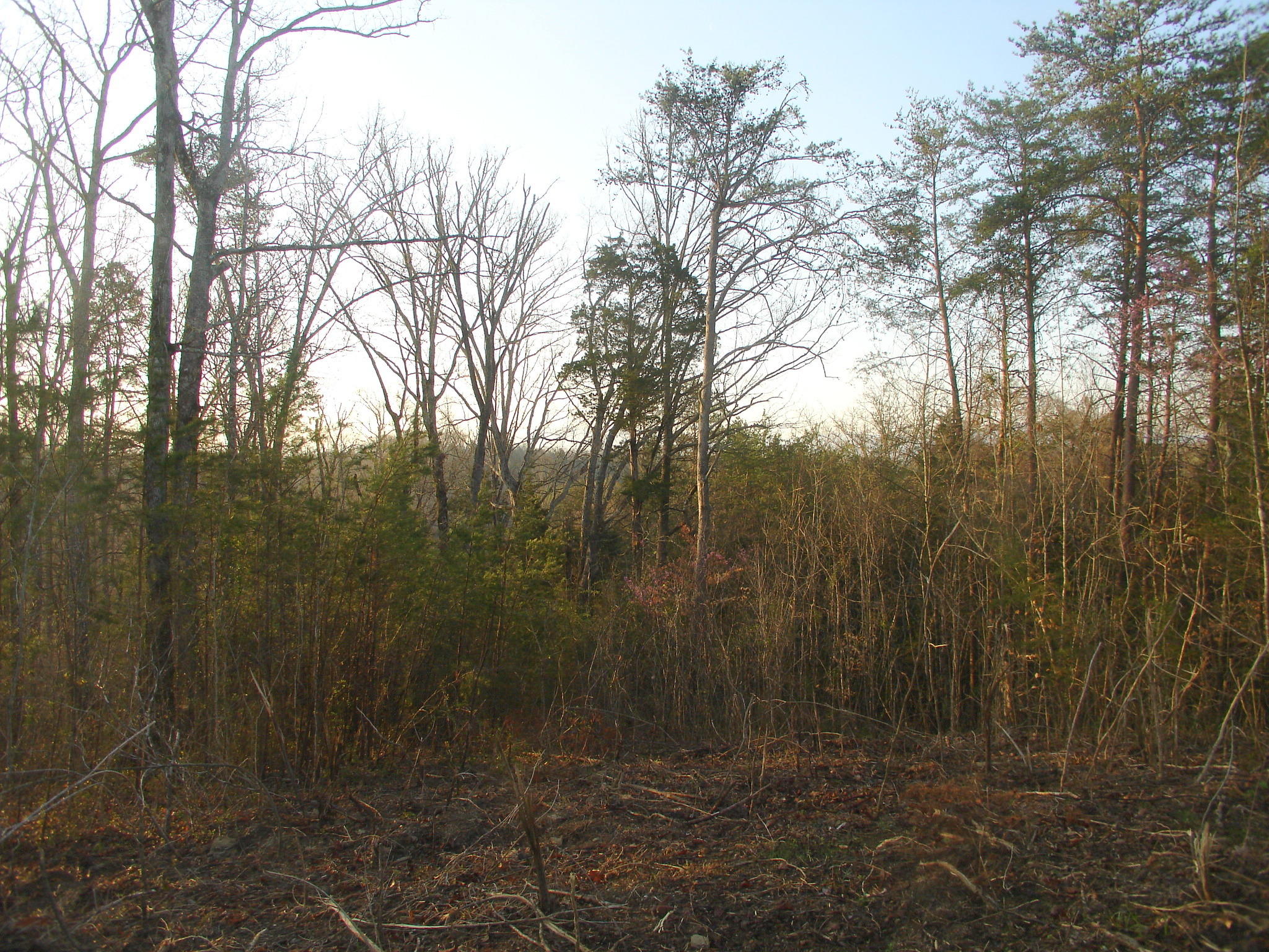 Whites School Road Sevierville, TN 37876 - Photo 5 of 9 DSC01956