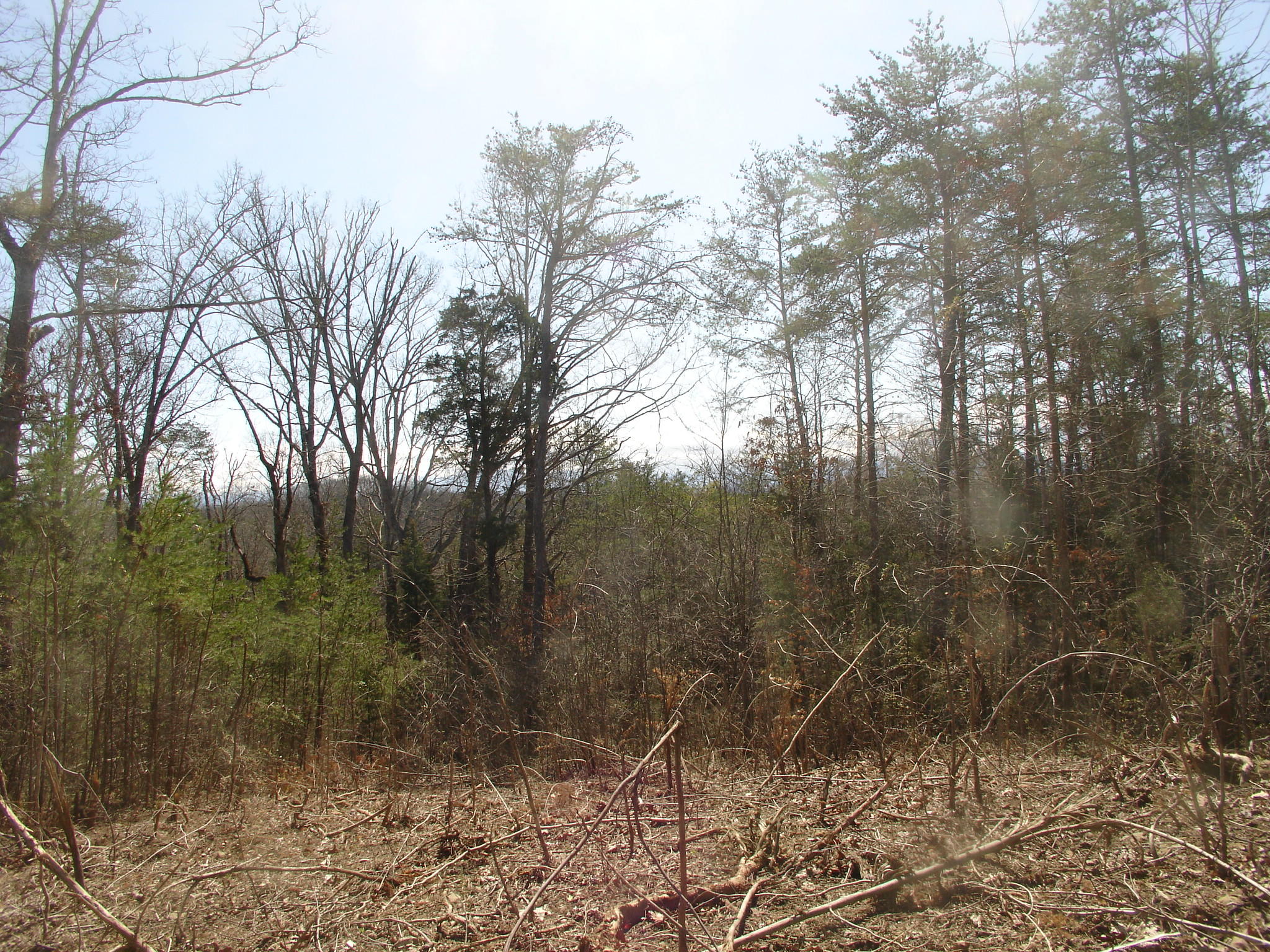 Whites School Road Sevierville, TN 37876 - Photo 8 of 9 DSC01891