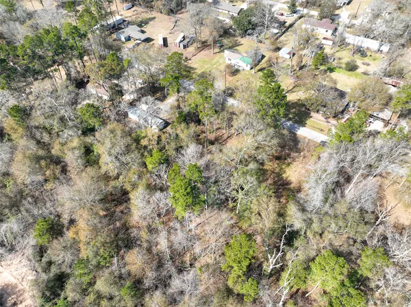 a view of a forest with a tree