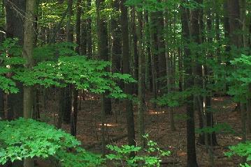 Newhartford Road Sandisfield, MA 01255 - Photo 1 of 1 a backyard of a house with lots of green space and a fountain