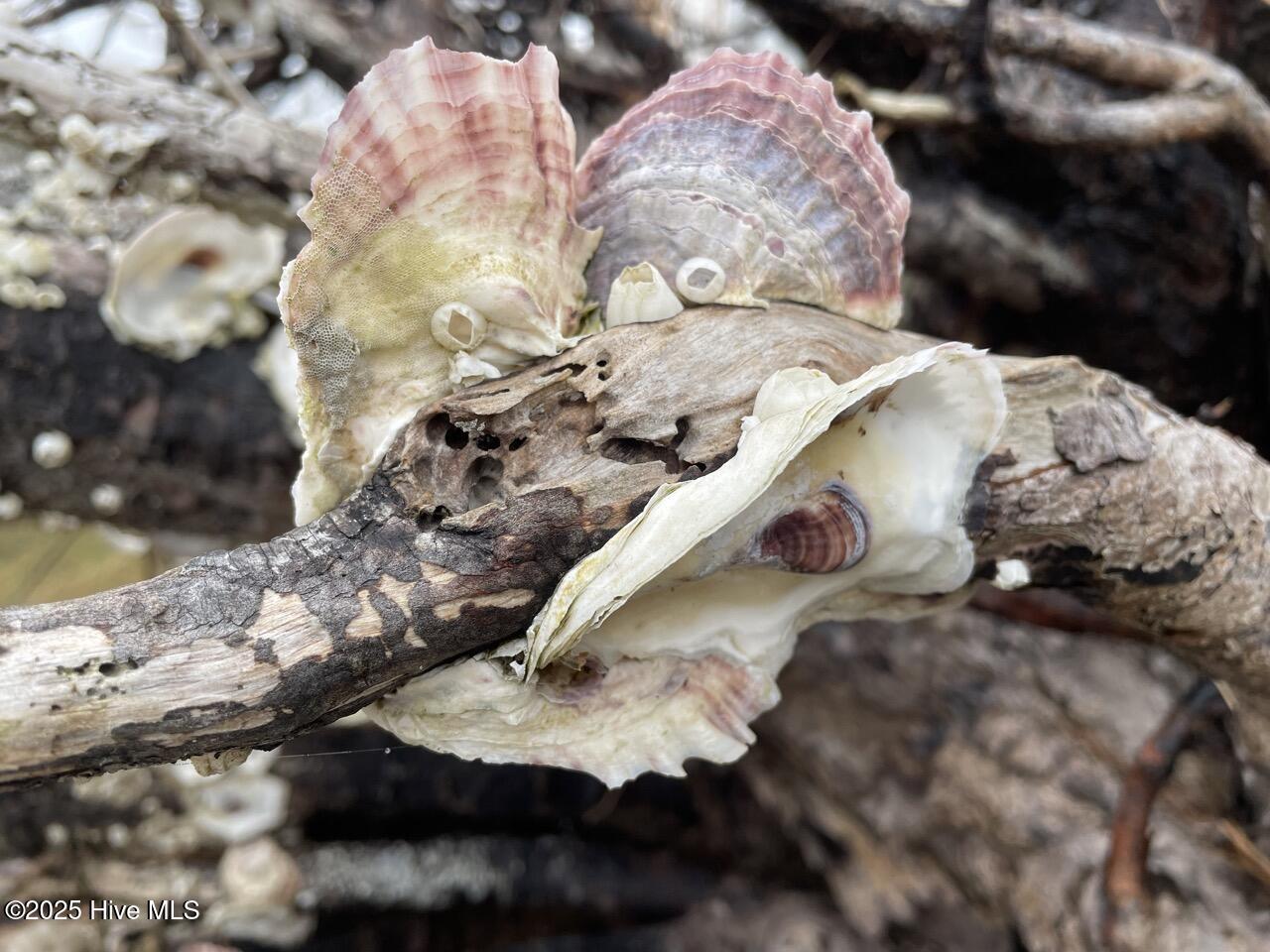 Lot 7 Sandy Point Road Scranton, NC 27875 - Photo 47 of 53 IMG_4158 Large