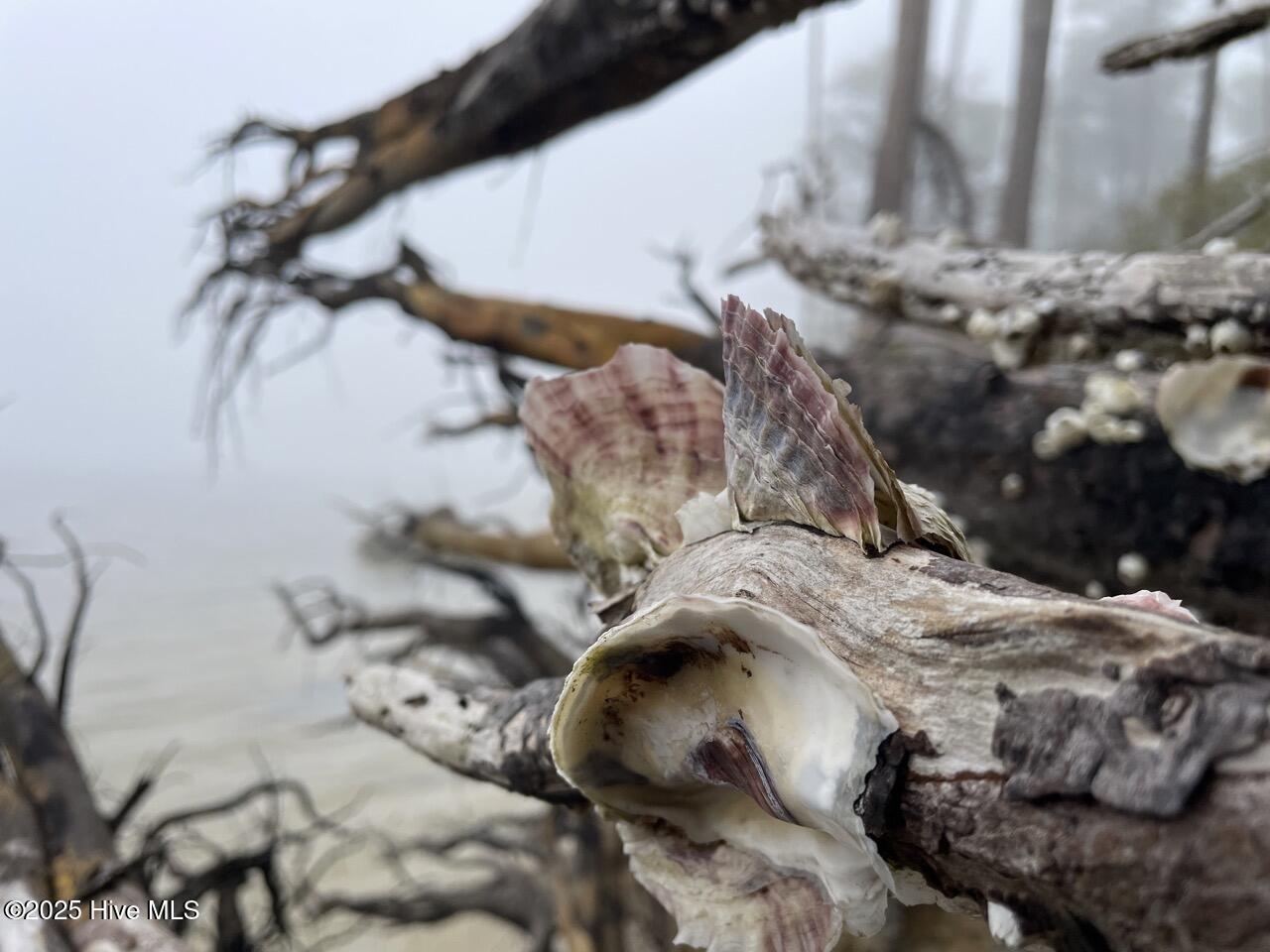 Lot 7 Sandy Point Road Scranton, NC 27875 - Photo 48 of 53 IMG_4159 Large