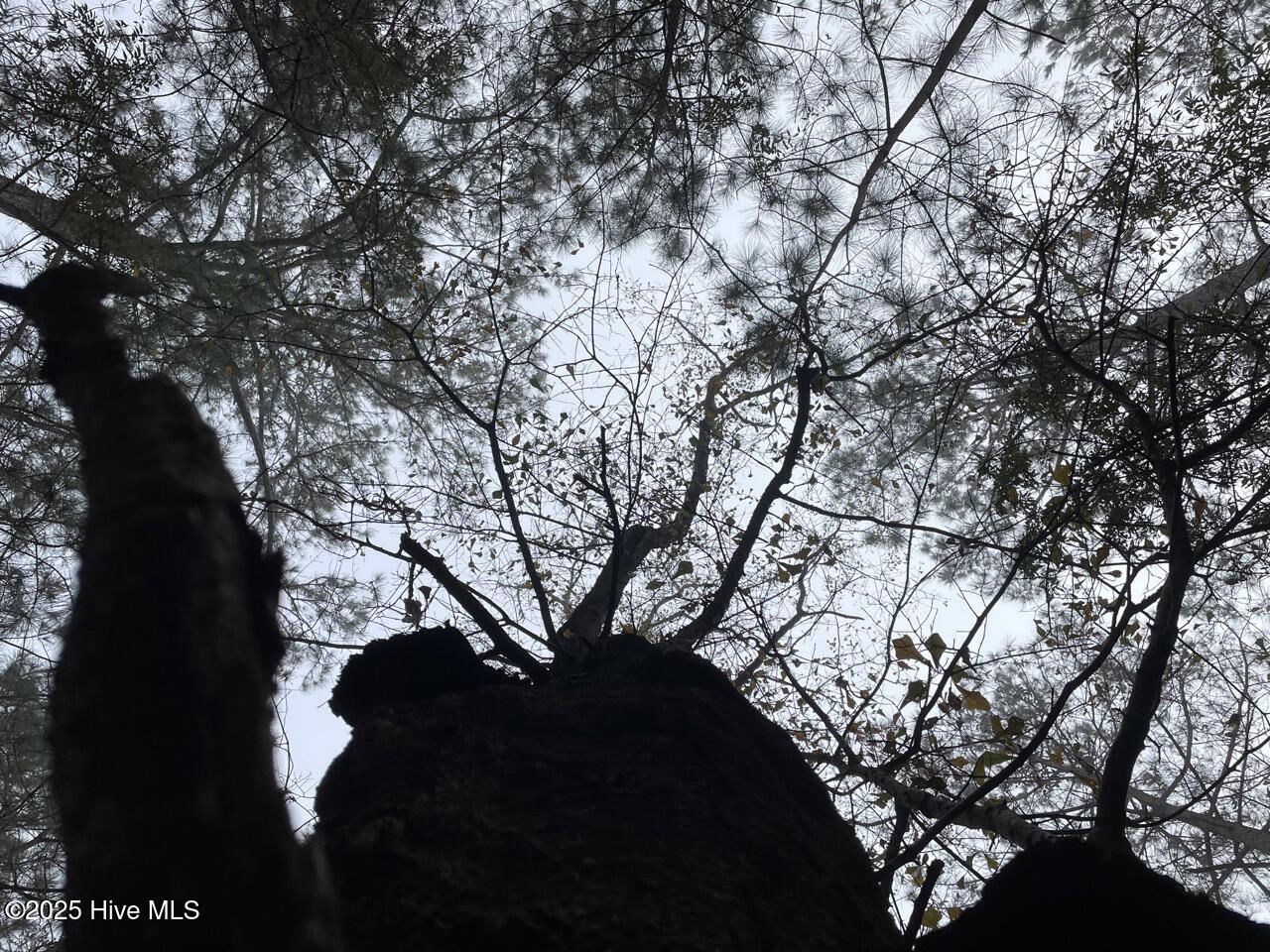 Lot 7 Sandy Point Road Scranton, NC 27875 - Photo 49 of 53 IMG_4160 Large