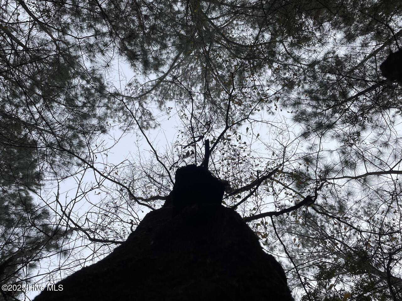 Lot 7 Sandy Point Road Scranton, NC 27875 - Photo 50 of 53 IMG_4162 Large