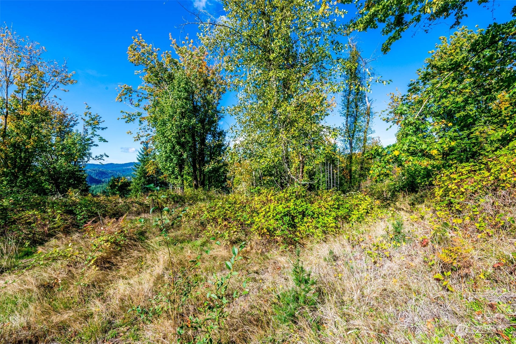 224-next To Greenwood Road Kalama, WA 98625 - Photo 10 of 16 Gallery Image 10
