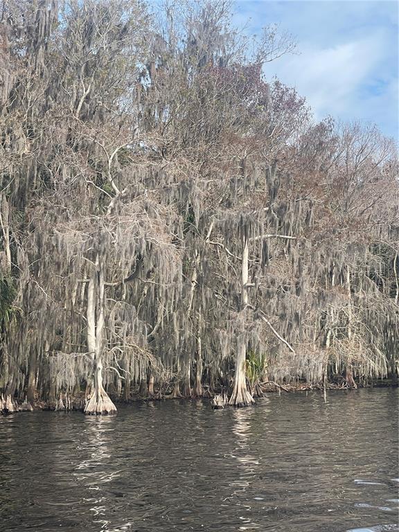 233 Stella Road Georgetown, FL 32139 - Photo 4 of 6