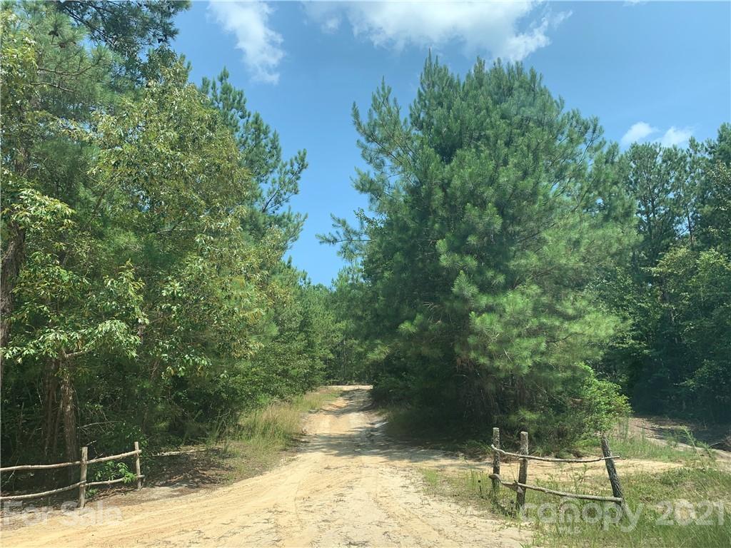 1787 St John Church Road Patrick, SC 29584 - Photo 5 of 48 a view of yard