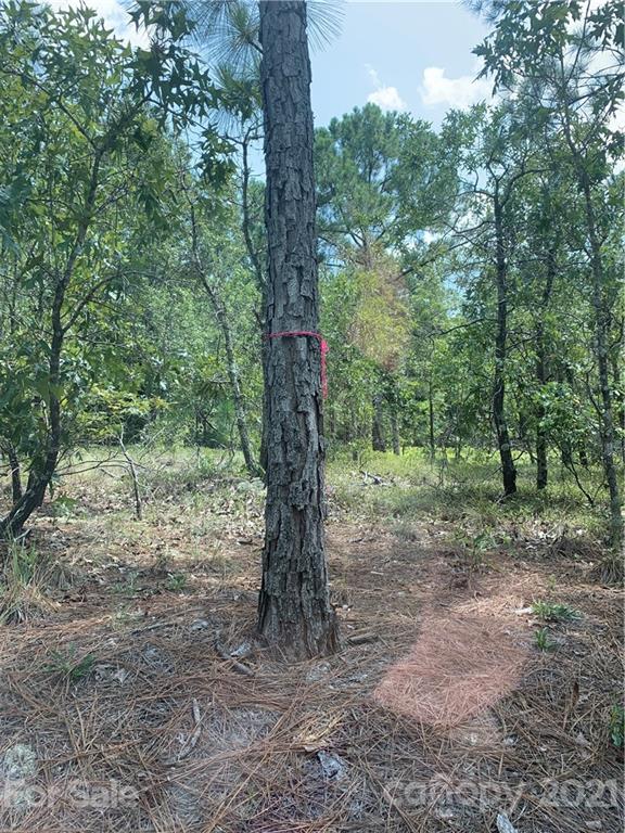 1787 St John Church Road Patrick, SC 29584 - Photo 6 of 48 a view of a forest