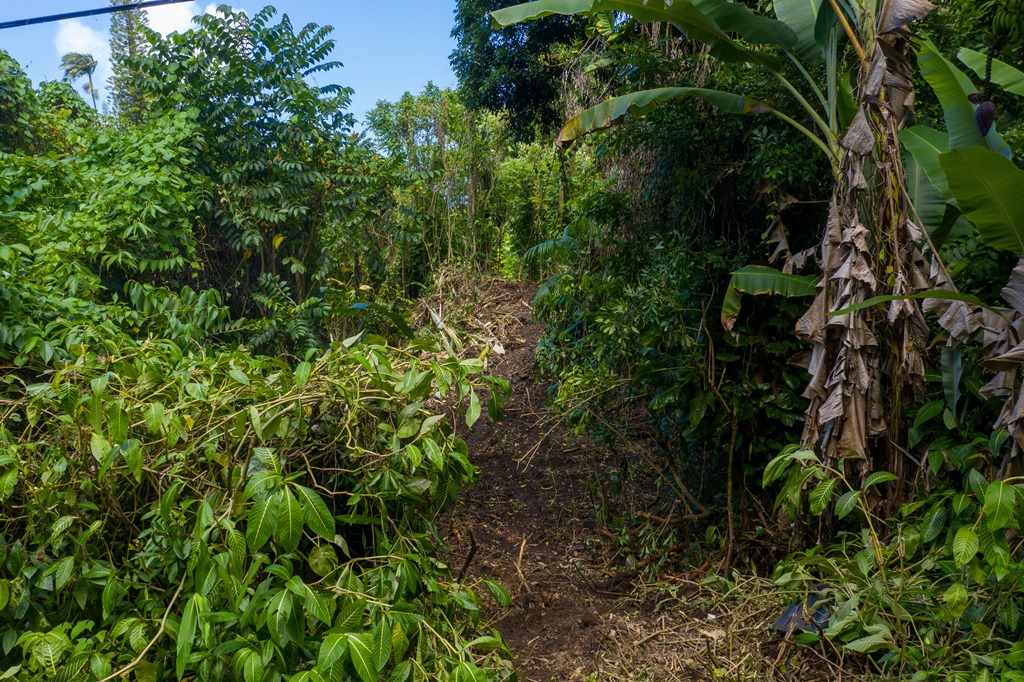 Nahiku Road Hana, HI 96713 - Photo 11 of 30 a view of a garden
