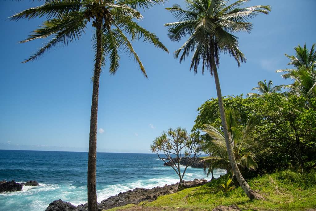 Nahiku Road Hana, HI 96713 - Photo 18 of 30 a palm tree sitting in front of a yard