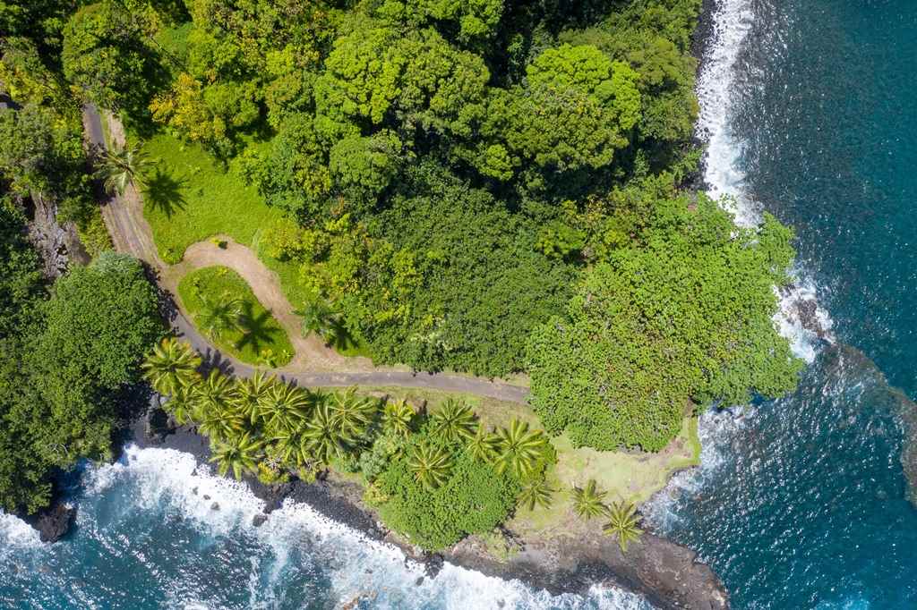 Nahiku Road Hana, HI 96713 - Photo 23 of 30 a view of a garden with a tree