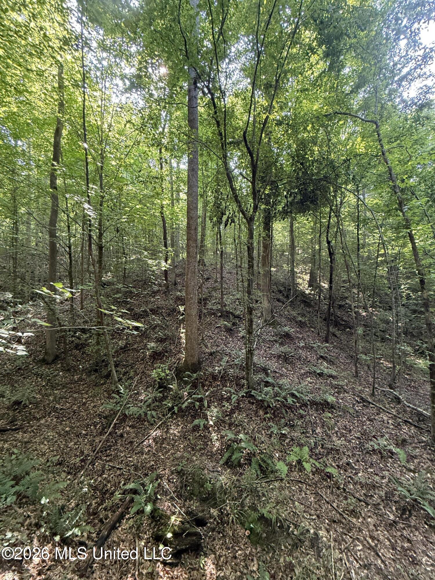 Monte Vista Road Eupora, MS 39744 - Photo 12 of 54 11