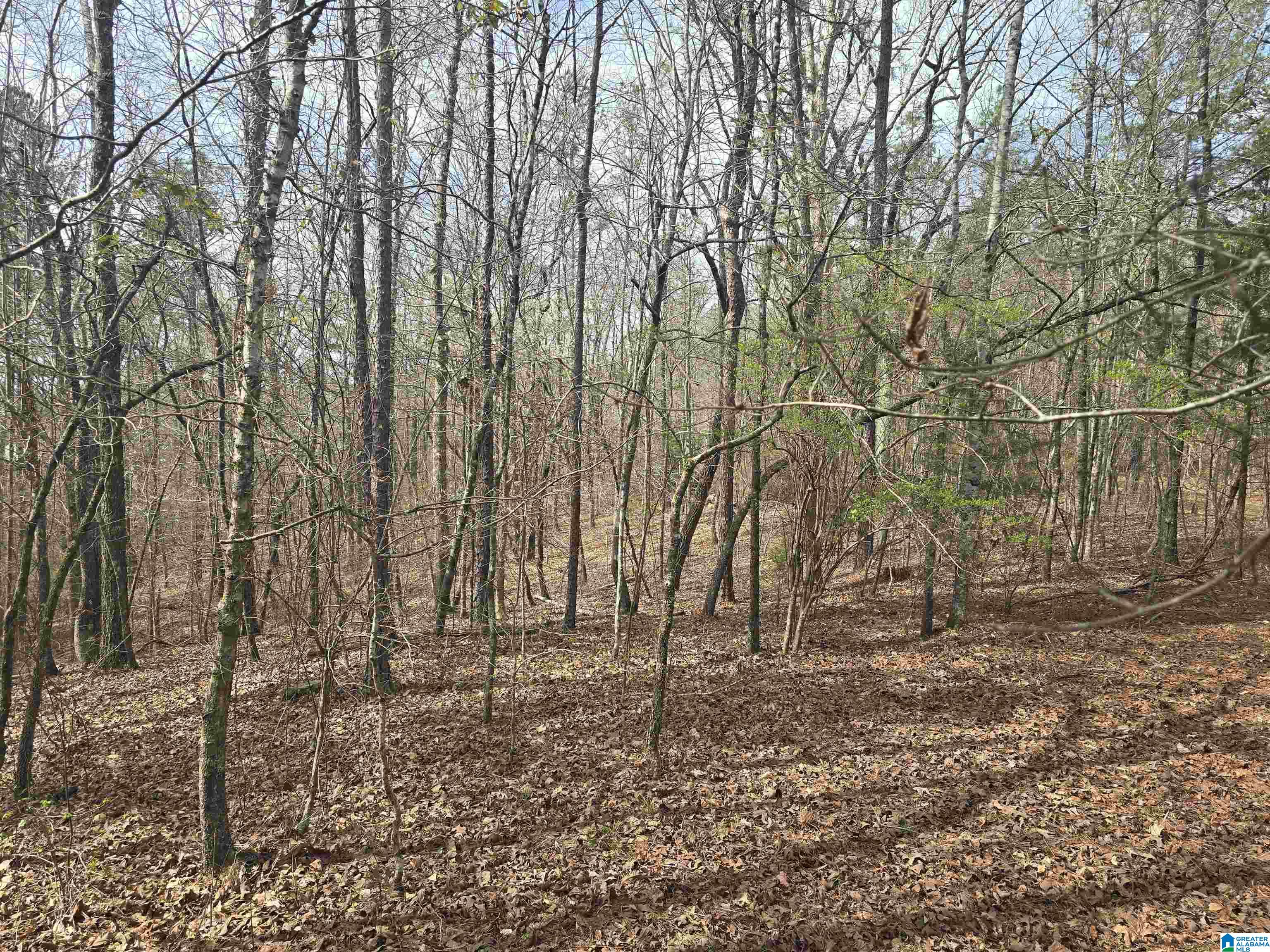 354 Springwell Road Rockford, AL 35136 - Photo 30 of 68