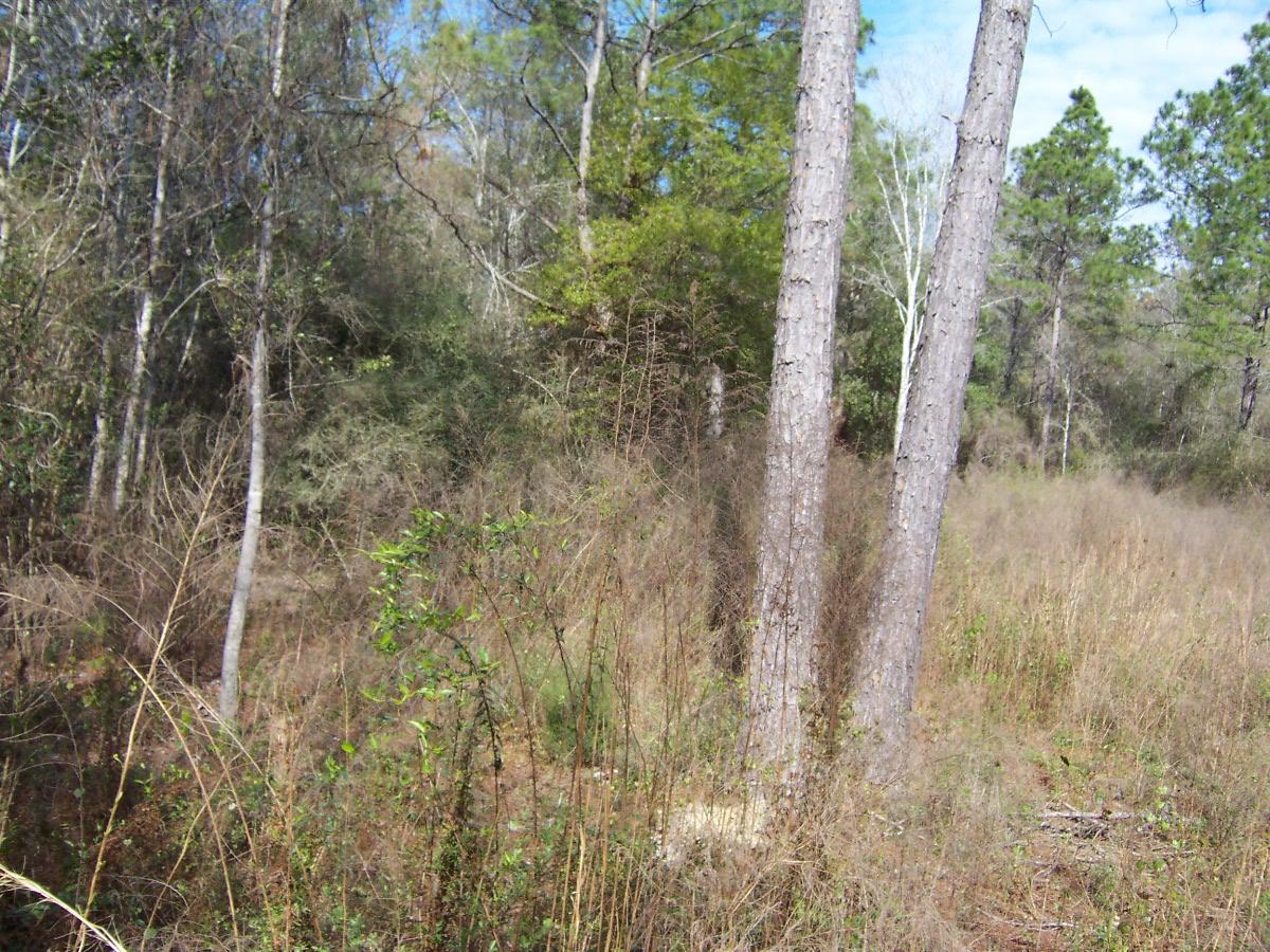 10-acres Huckaba Road Laurel Hill, FL 32567 - Photo 8 of 11 100_4613