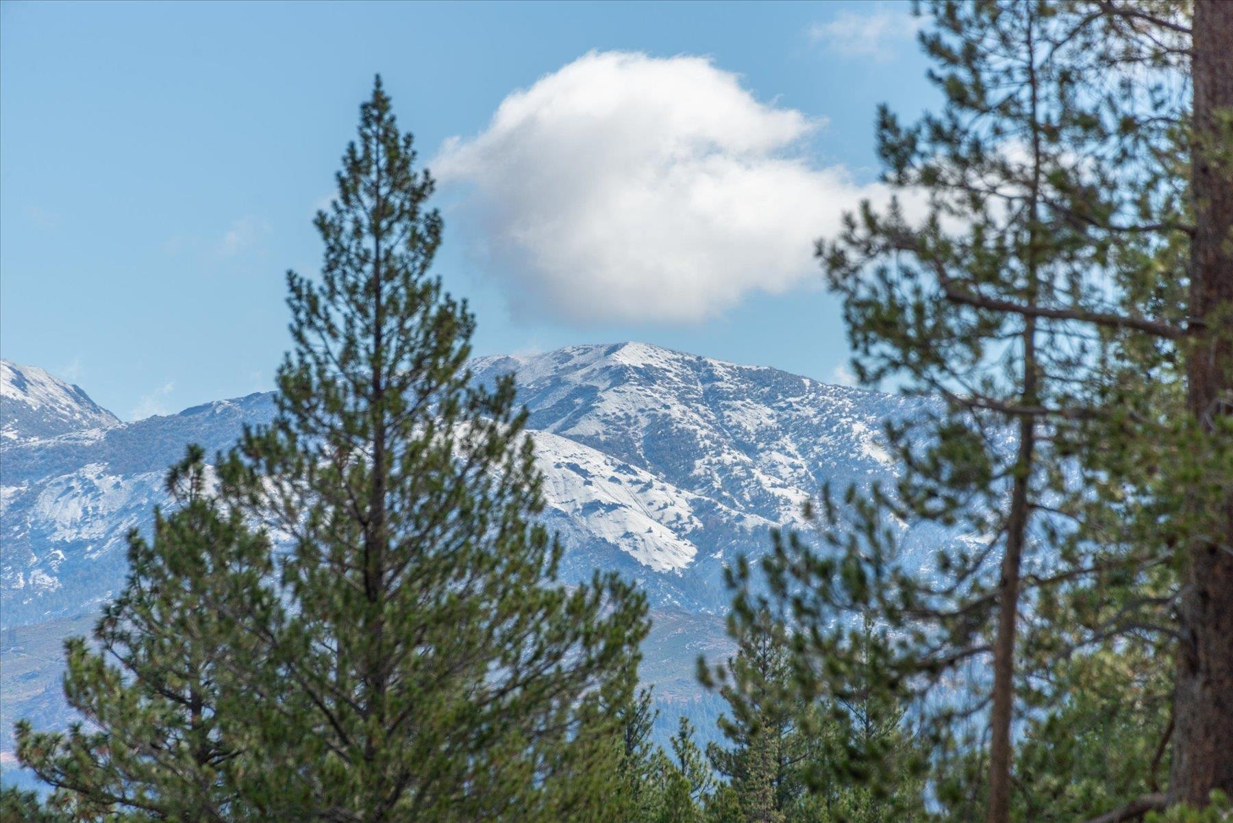 11460 Ghirard Road Truckee, CA 96161 - Photo 17 of 21 a close up of a plant in a garden
