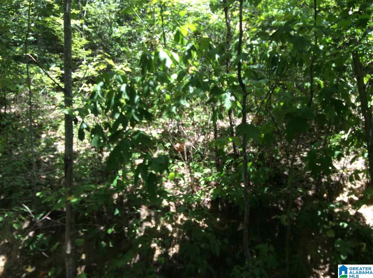 0 Rolling Hills Drive, Unit TRACT 2A Springville, AL 35146 - Photo 3 of 8
