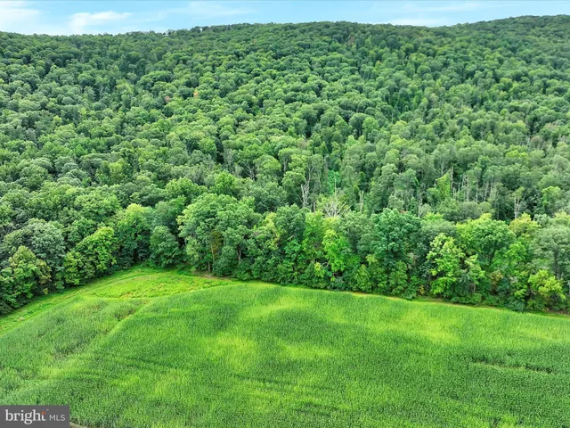 a view of a lush green space