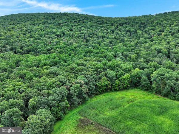 a view of a lush green forest