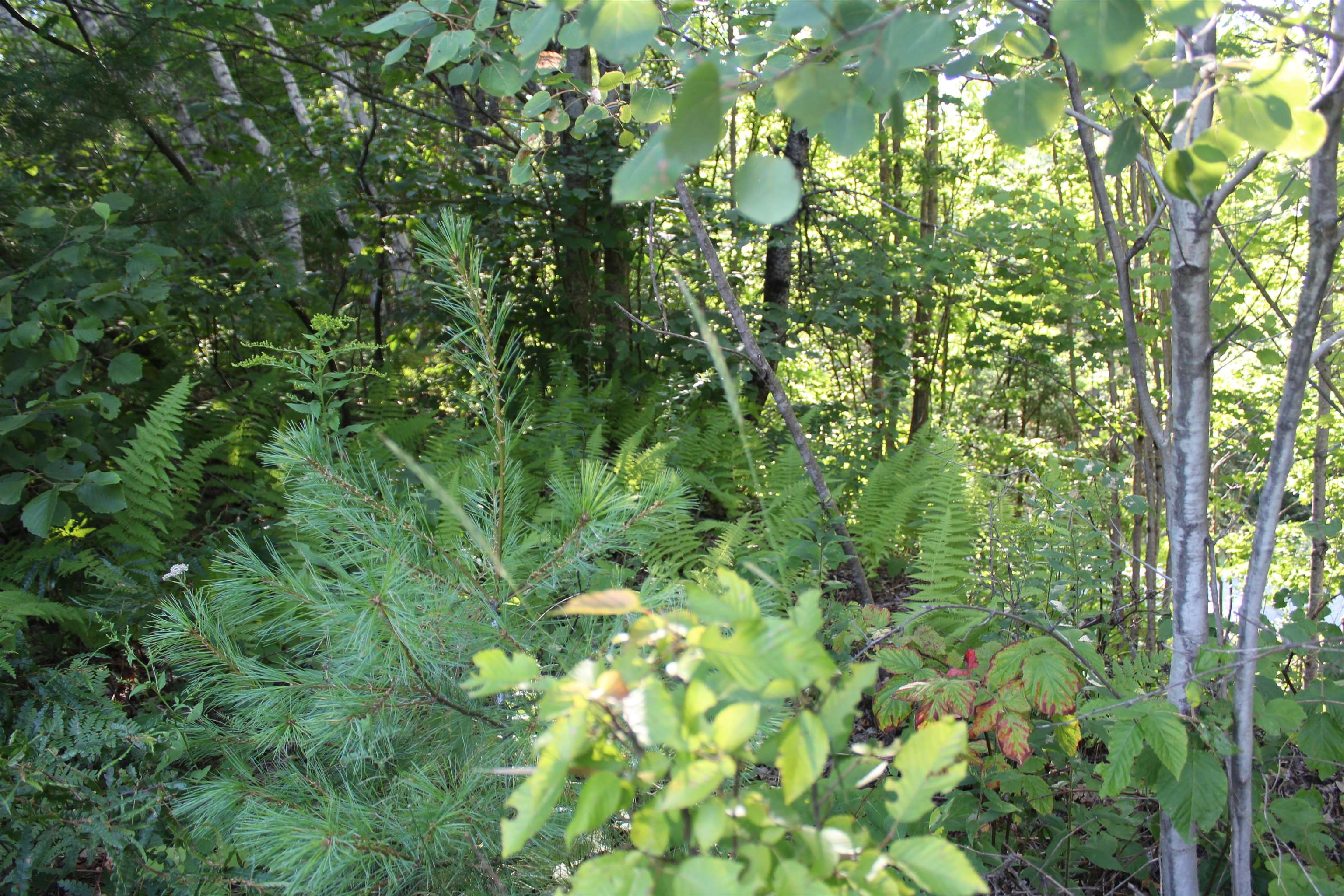 5 Catterall Road Lisbon, NH 03585 - Photo 14 of 40 Gallery Image 14