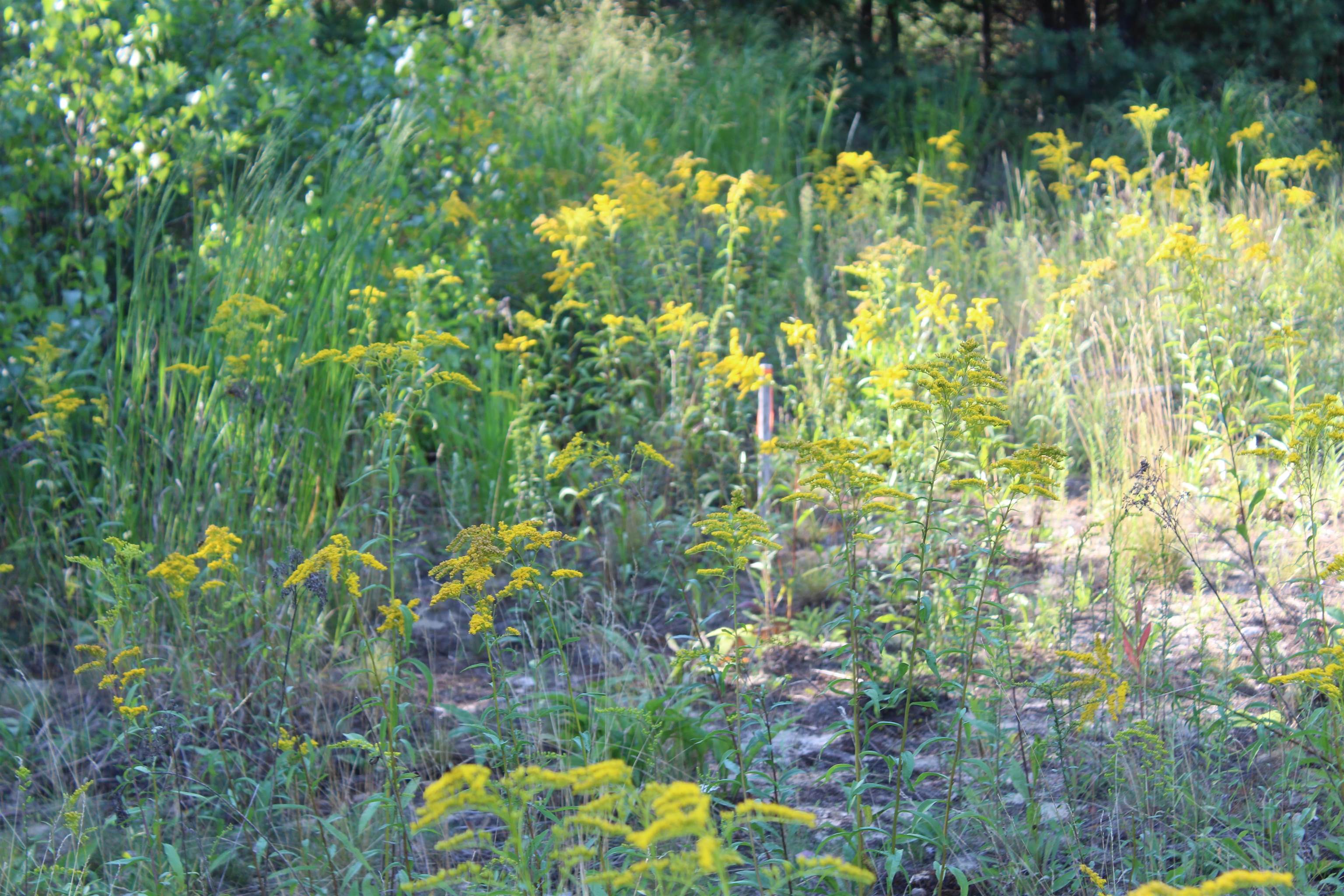 5 Catterall Road Lisbon, NH 03585 - Photo 15 of 40 Gallery Image 15