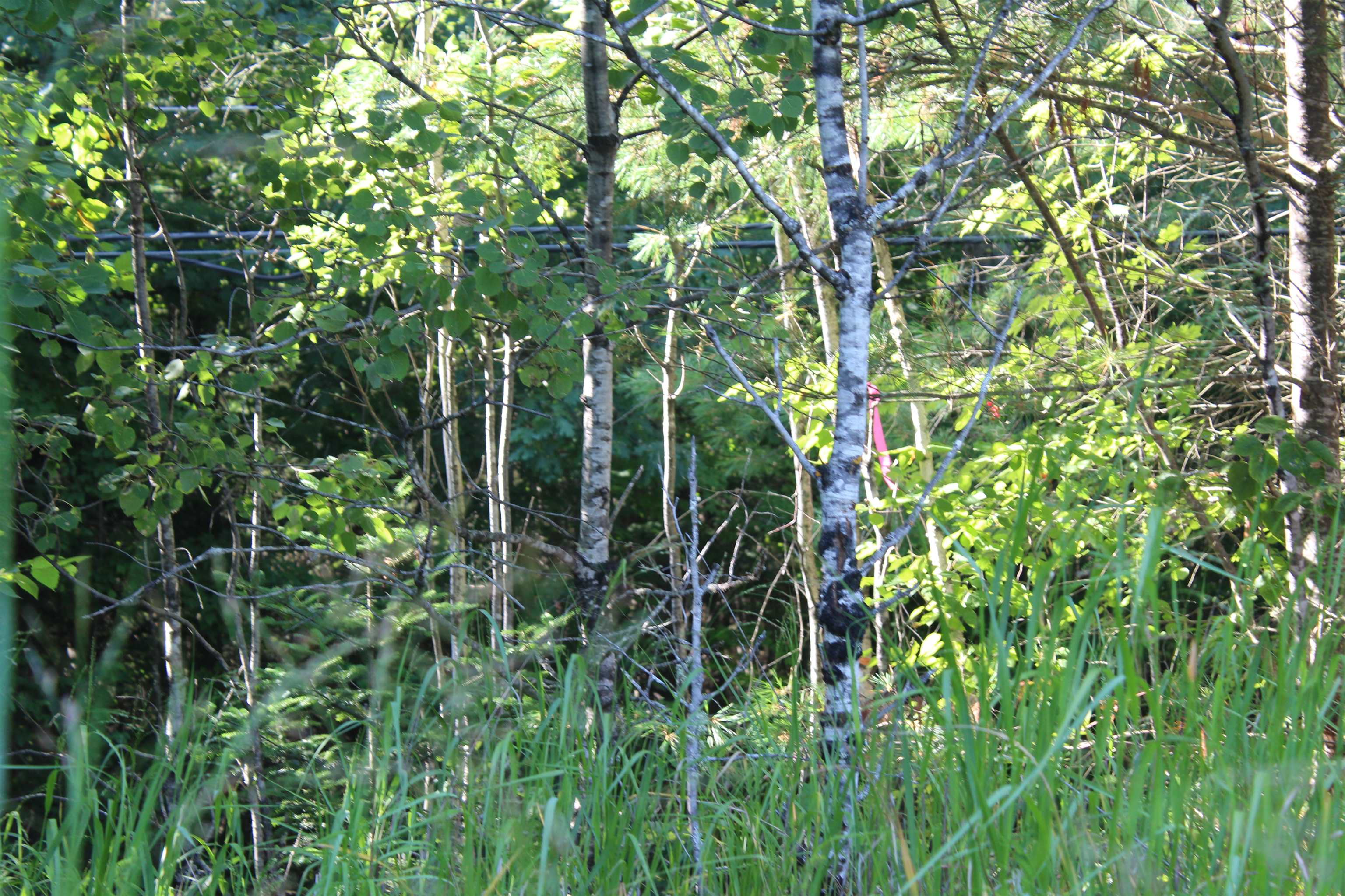 5 Catterall Road Lisbon, NH 03585 - Photo 21 of 40 Gallery Image 21