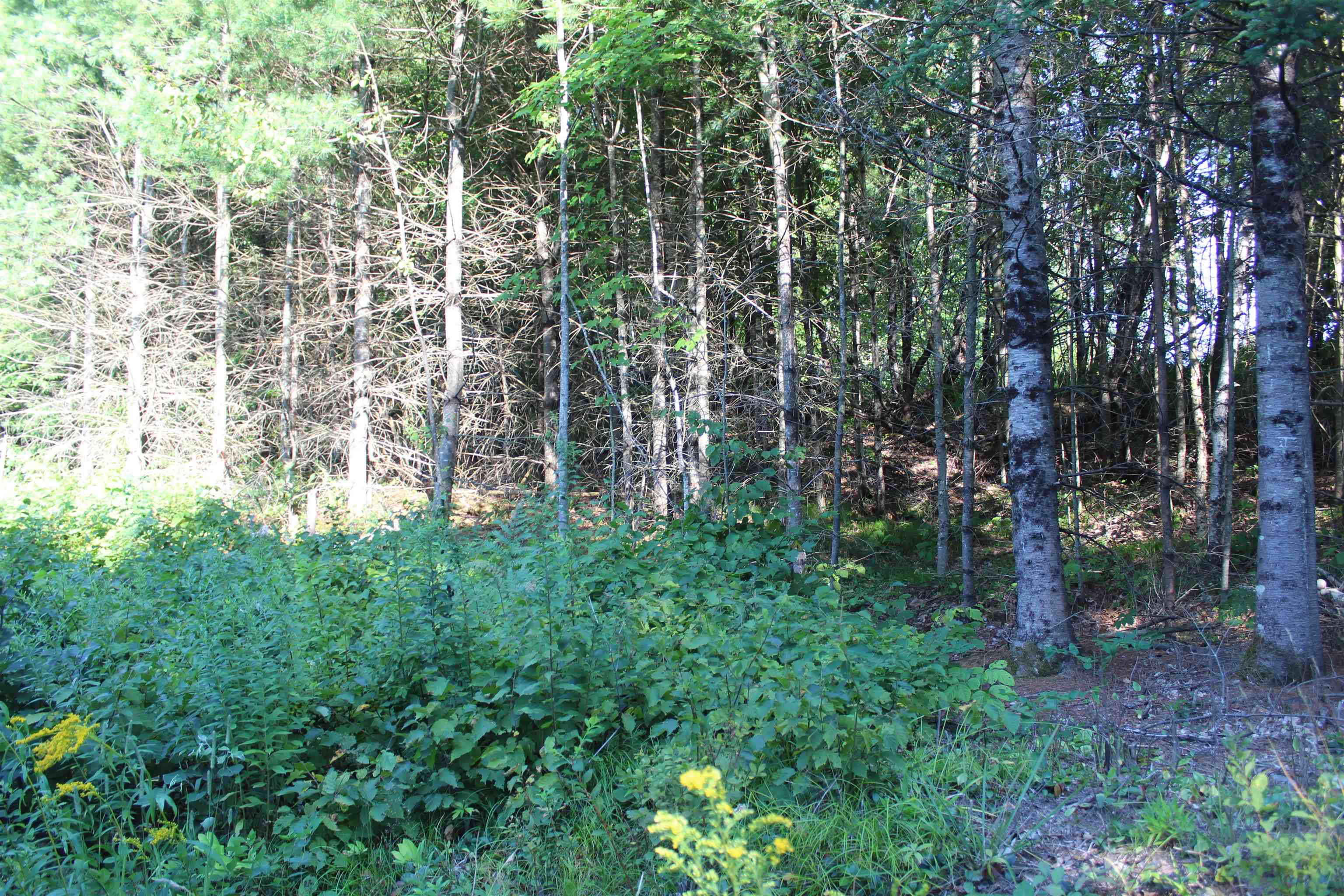 5 Catterall Road Lisbon, NH 03585 - Photo 31 of 40 Gallery Image 31