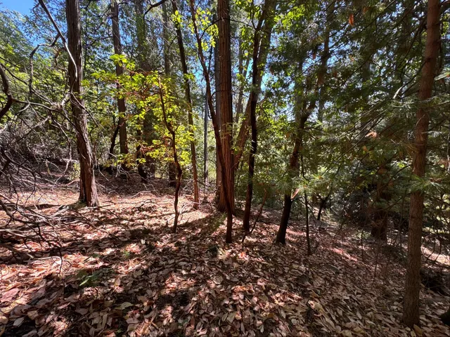 a view of a forest with trees in the background