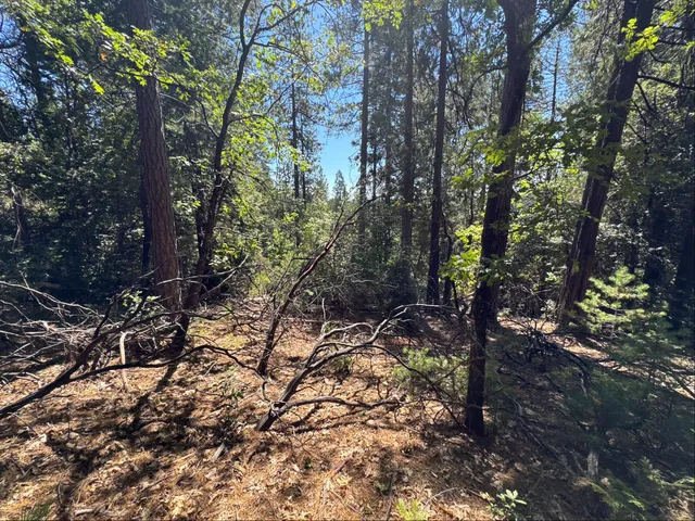 a backyard of a house with lots of trees