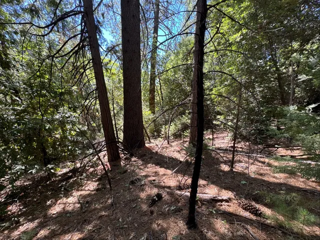 a view of a forest with trees