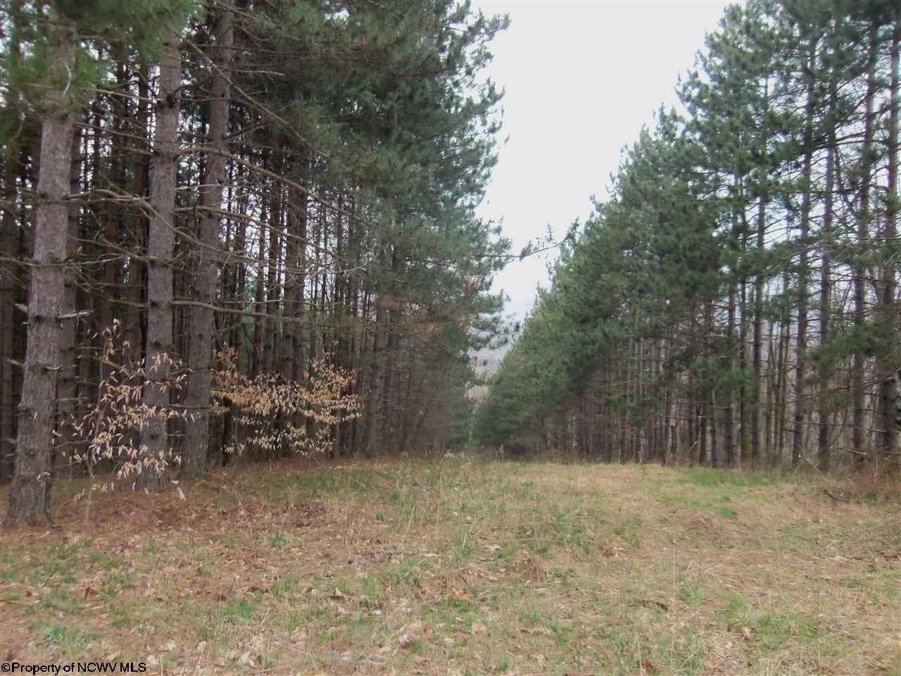 Salt Lick Road Terra Alta, WV 26764 - Photo 3 of 19 Gallery Image 3