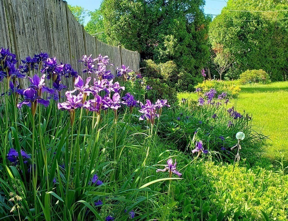 792 Ash Street Brockton, MA 02301 - Photo 13 of 42 a view of a flower in a garden with flowers and wooden fence
