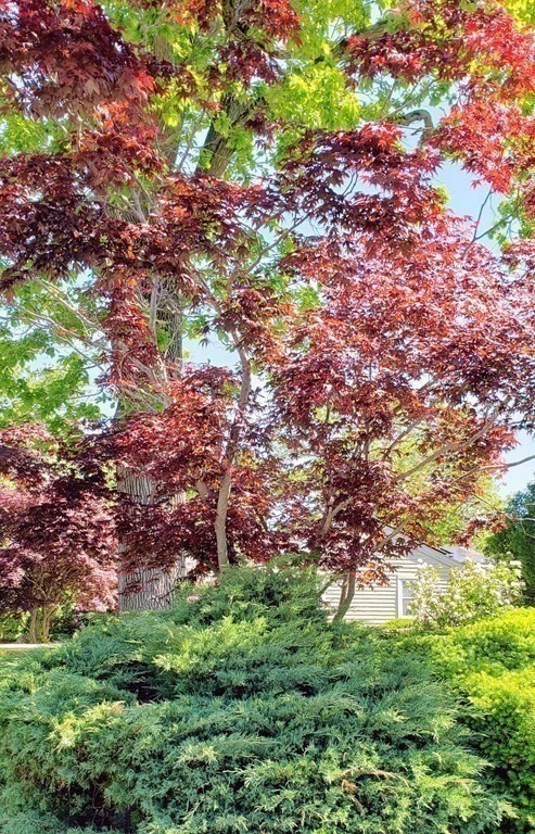 792 Ash Street Brockton, MA 02301 - Photo 16 of 42 a backyard of a house with lots of green space