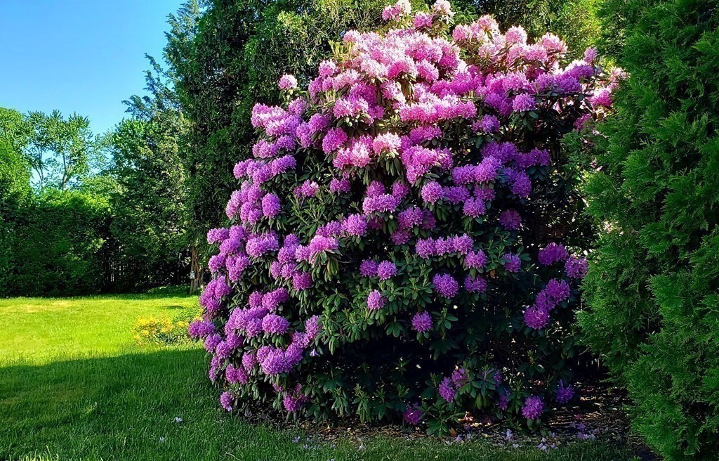 792 Ash Street Brockton, MA 02301 - Photo 9 of 42 a view of a flower