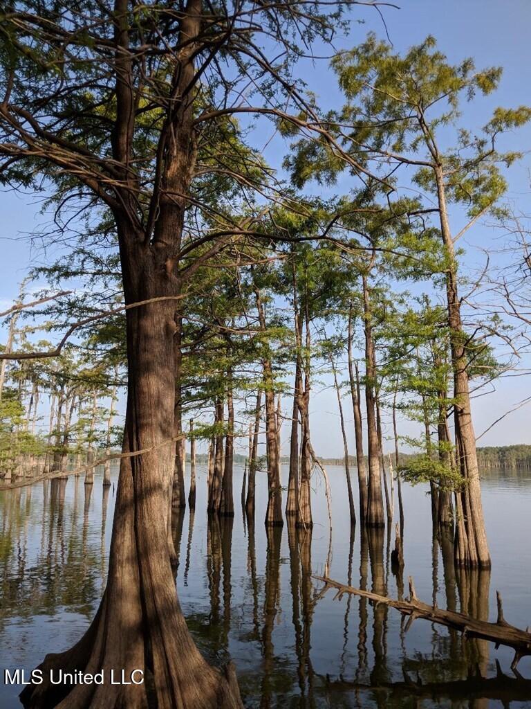 0 Pecan Grove Road Woodville, MS 39669 - Photo 4 of 10 pecan grove 7