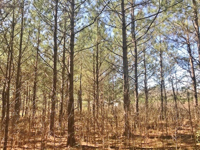 0 McClendon Road Magnolia, MS 39652 - Photo 14 of 31 Photo 14