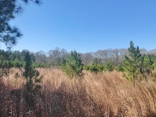 0 McClendon Road Magnolia, MS 39652 - Photo 16 of 31 Photo 16