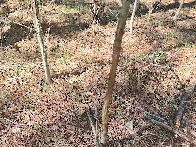0 McClendon Road Magnolia, MS 39652 - Photo 21 of 31 Photo 21