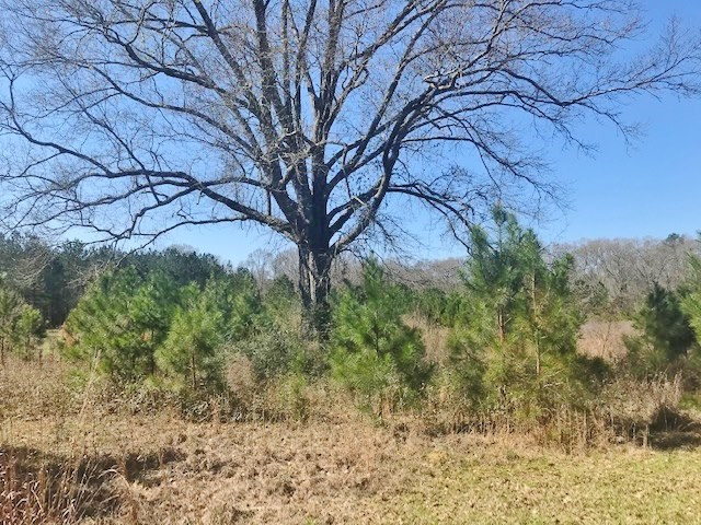 0 McClendon Road Magnolia, MS 39652 - Photo 22 of 31 Photo 22