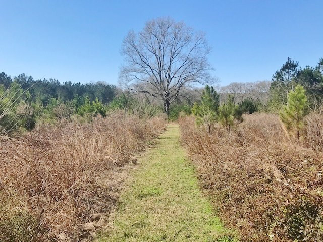 0 McClendon Road Magnolia, MS 39652 - Photo 4 of 31 Photo 4
