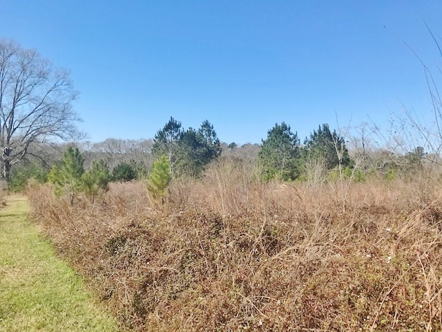 0 McClendon Road Magnolia, MS 39652 - Photo 5 of 31 Photo 5