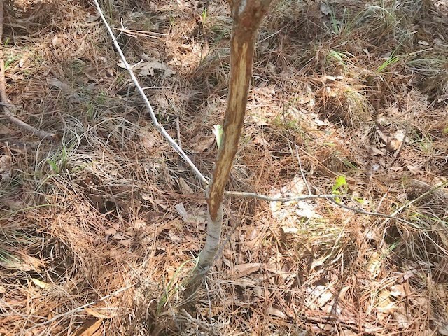 0 McClendon Road Magnolia, MS 39652 - Photo 9 of 31 Photo 9