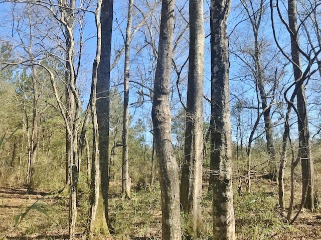 0 McClendon Road Magnolia, MS 39652 - Photo 10 of 31 Photo 10