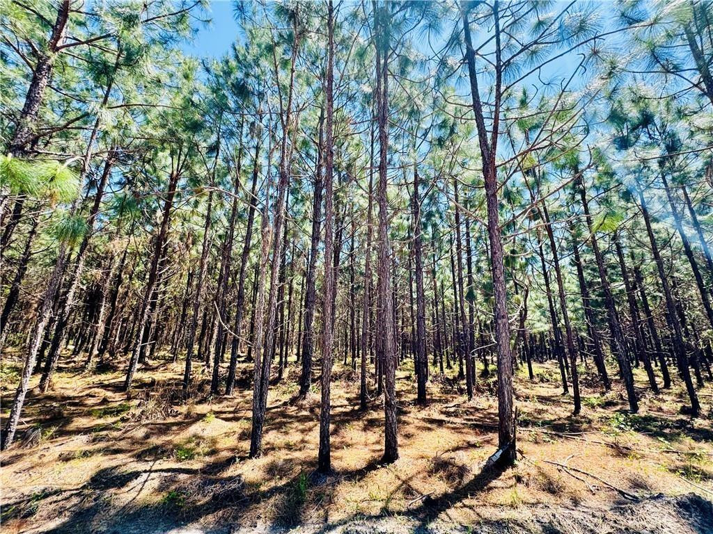 30.46-acres Minton Road Townsend, GA 31331 - Photo 7 of 22