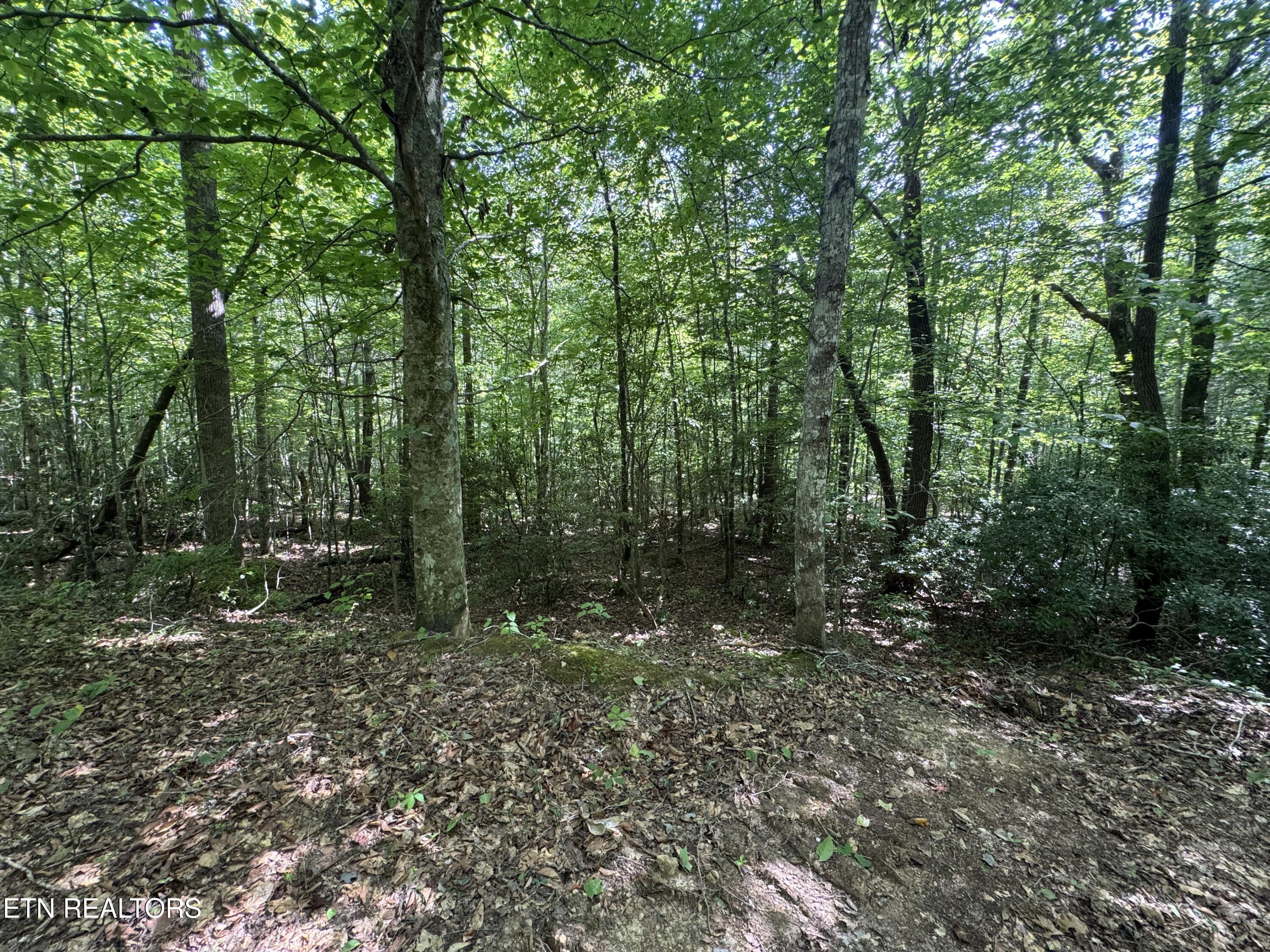 0 Brimstone Road Robbins, TN 37852 - Photo 20 of 47 IMG_3656