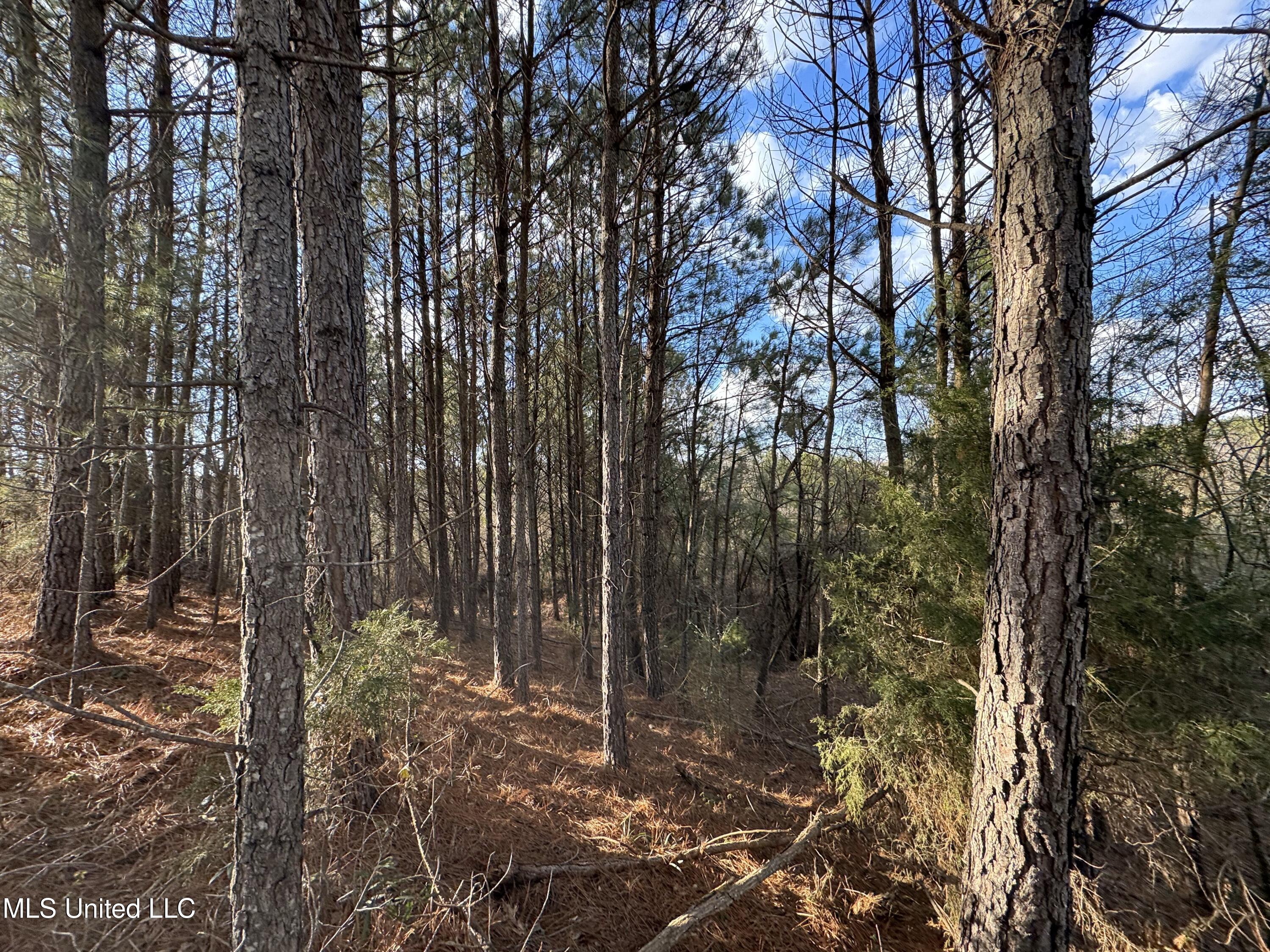 0 Northeast Frontage Road Winona, MS 38967 - Photo 19 of 30 IMG_1820