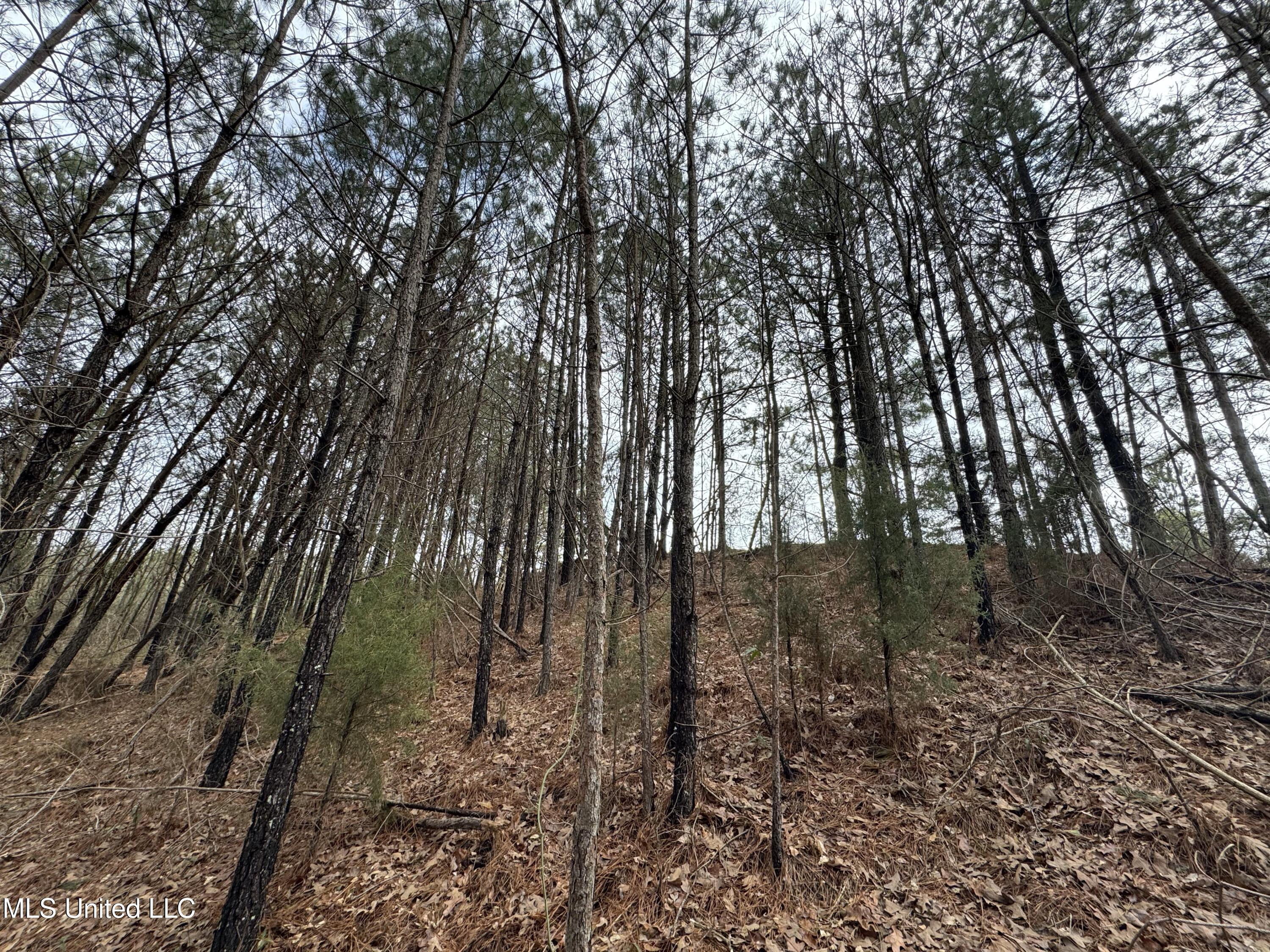 0 Northeast Frontage Road Winona, MS 38967 - Photo 26 of 30 IMG_1993