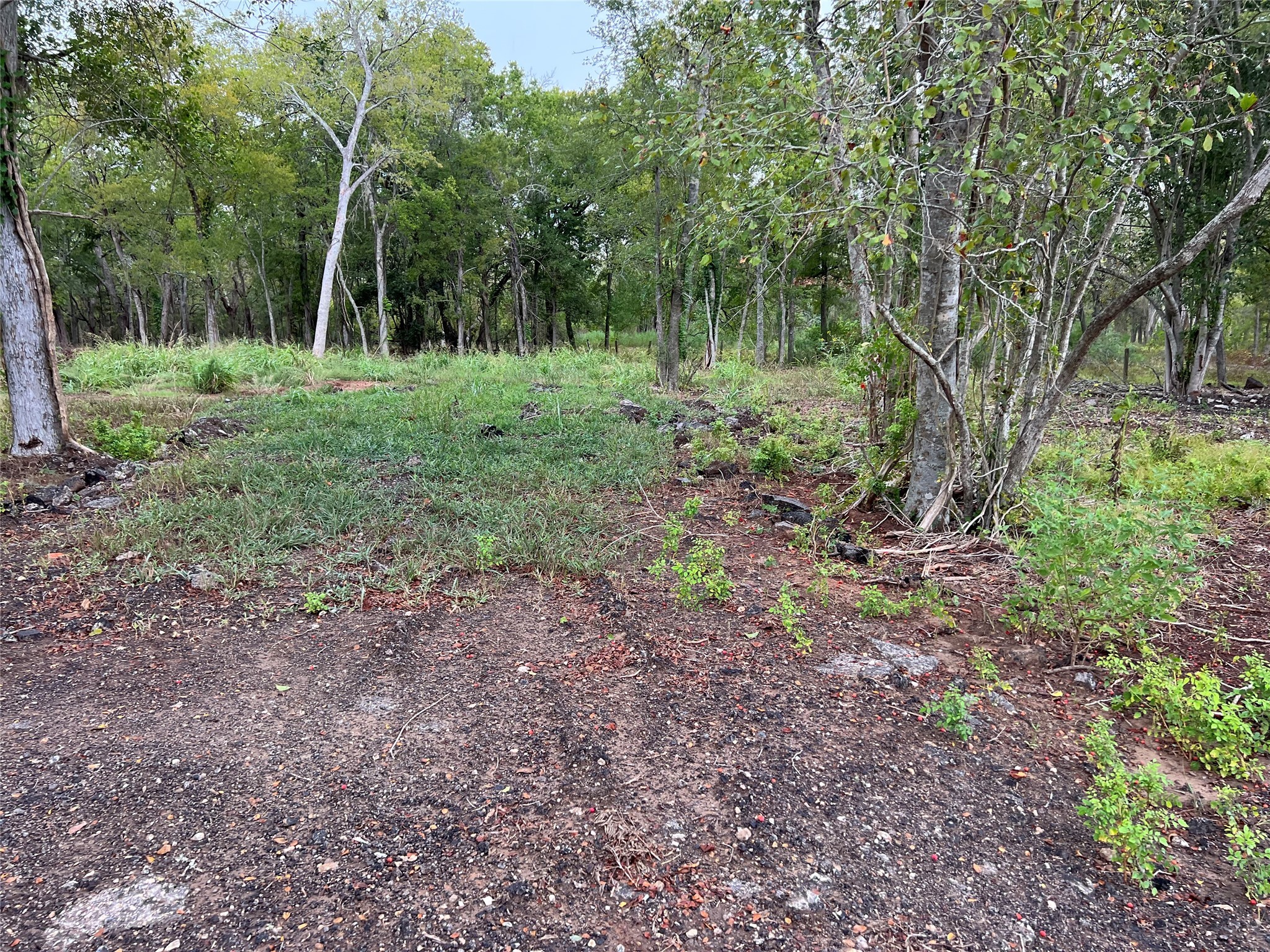 0 Knight Road Fresno, TX 77545 - Photo 4 of 11 a view of a forest with trees in the background